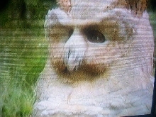 Andrew the Owl