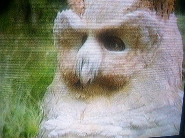 Andrew the Owl
