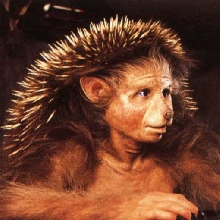 me Hans Hedgehog