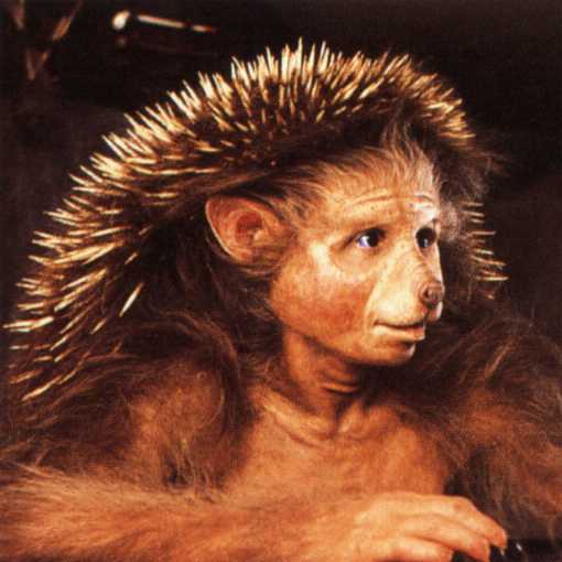 me Hans Hedgehog