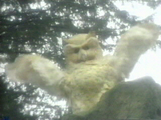 Andrew a Wild Owl