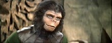 ape at the zoo