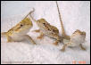 Baby Dragons