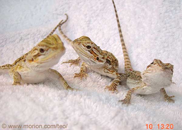 Baby Dragons