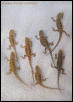 Baby dragons