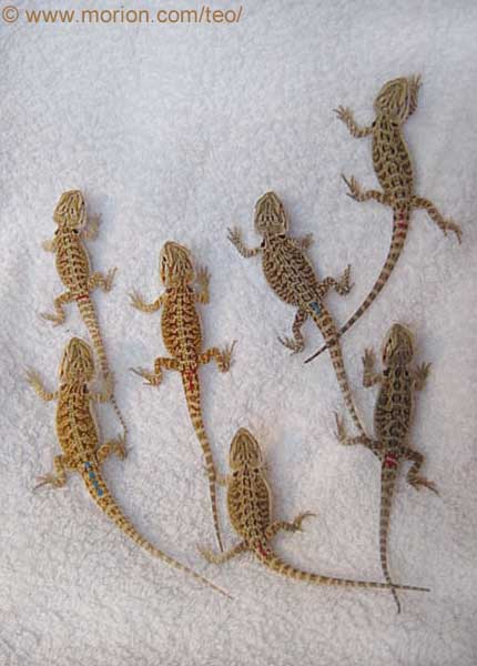 Baby dragons