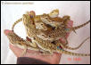 A handful of dragons