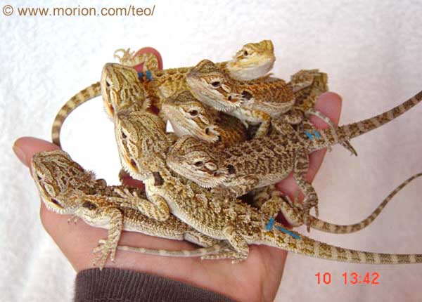 A handful of dragons