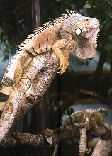 My friends' Iguana