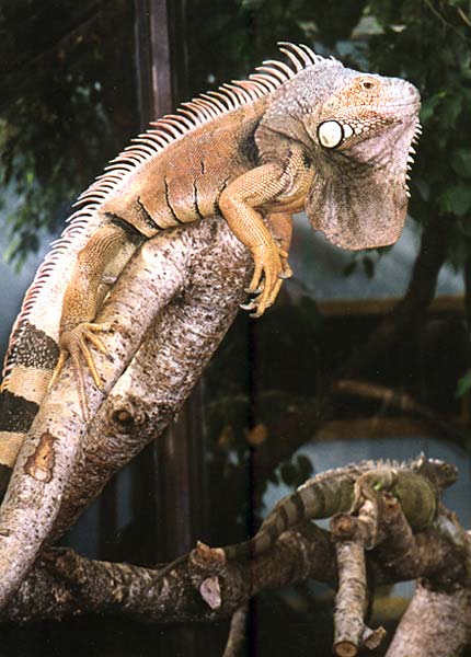 My friends' Iguana
