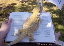 Teo is reading a book...