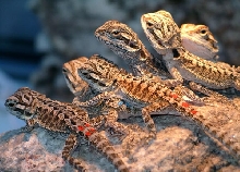 Babies!