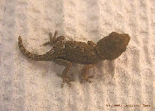 Helmeted gecko hatchling