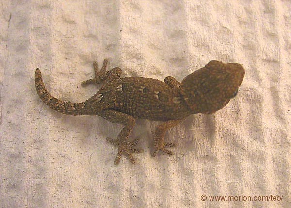 Helmeted gecko hatchling