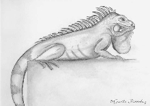 Drawing of an iguana