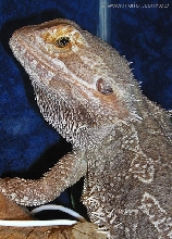 Nico