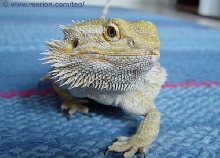 Teo my sweet female