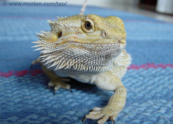Teo my sweet female
