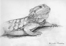 Drawing of a bearded dragon