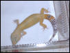 k&n dom.hypo male