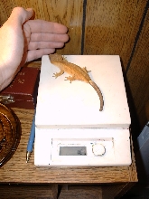 crested gecko