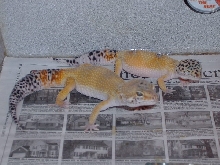 hypo c.t  (male &female)