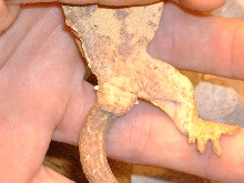 male or female