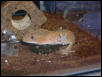 crested gecko