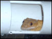 crested gecko