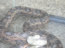 Snake