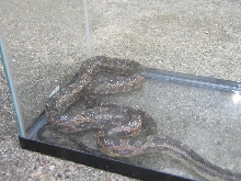 Snake2