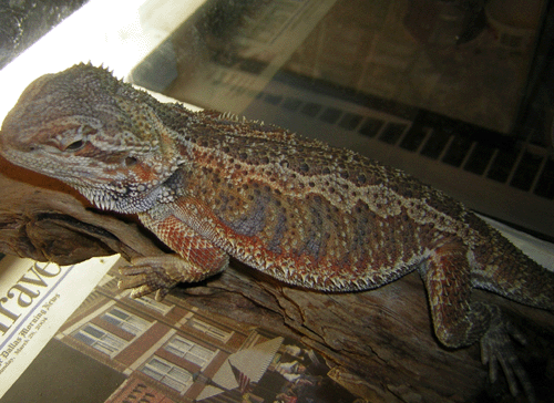 Beardie1