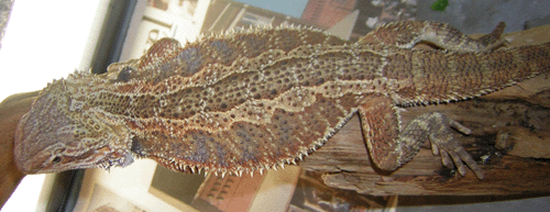 Beardie2