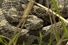 eastern massasauga