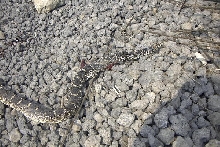 DOR Iriqouis Bullsnake