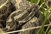 rattler
