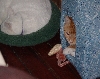 Rame in house and Luna sleeping nearby