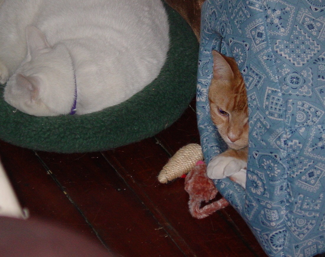 Rame in house and Luna sleeping nearby