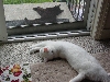 contented kitties
