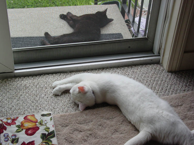 contented kitties