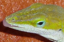 Male Anole