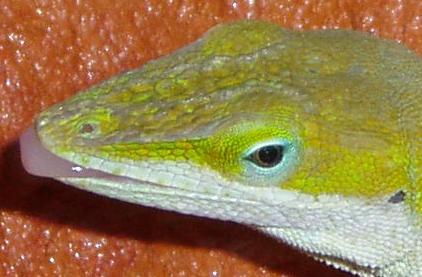 Male Anole