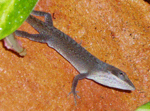 My Female A. carolinensis