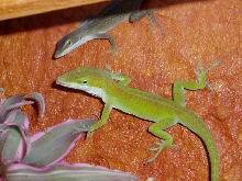 My 1,1 Anolis carolinensis