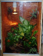My Anole-terrarium