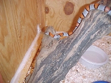 same female with flash 12-20-03