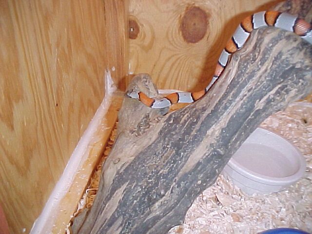 same female with flash 12-20-03