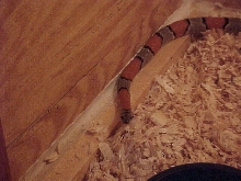 male grayband '01 model