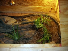 new cage 4