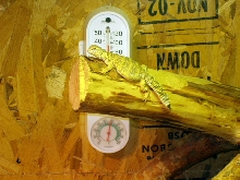 Small Malie1